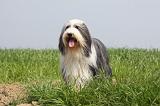 BEARDED COLLIE 124